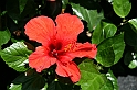 Kanary_2010 270